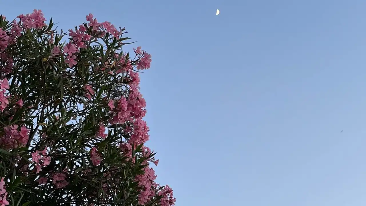 黄政哲头像