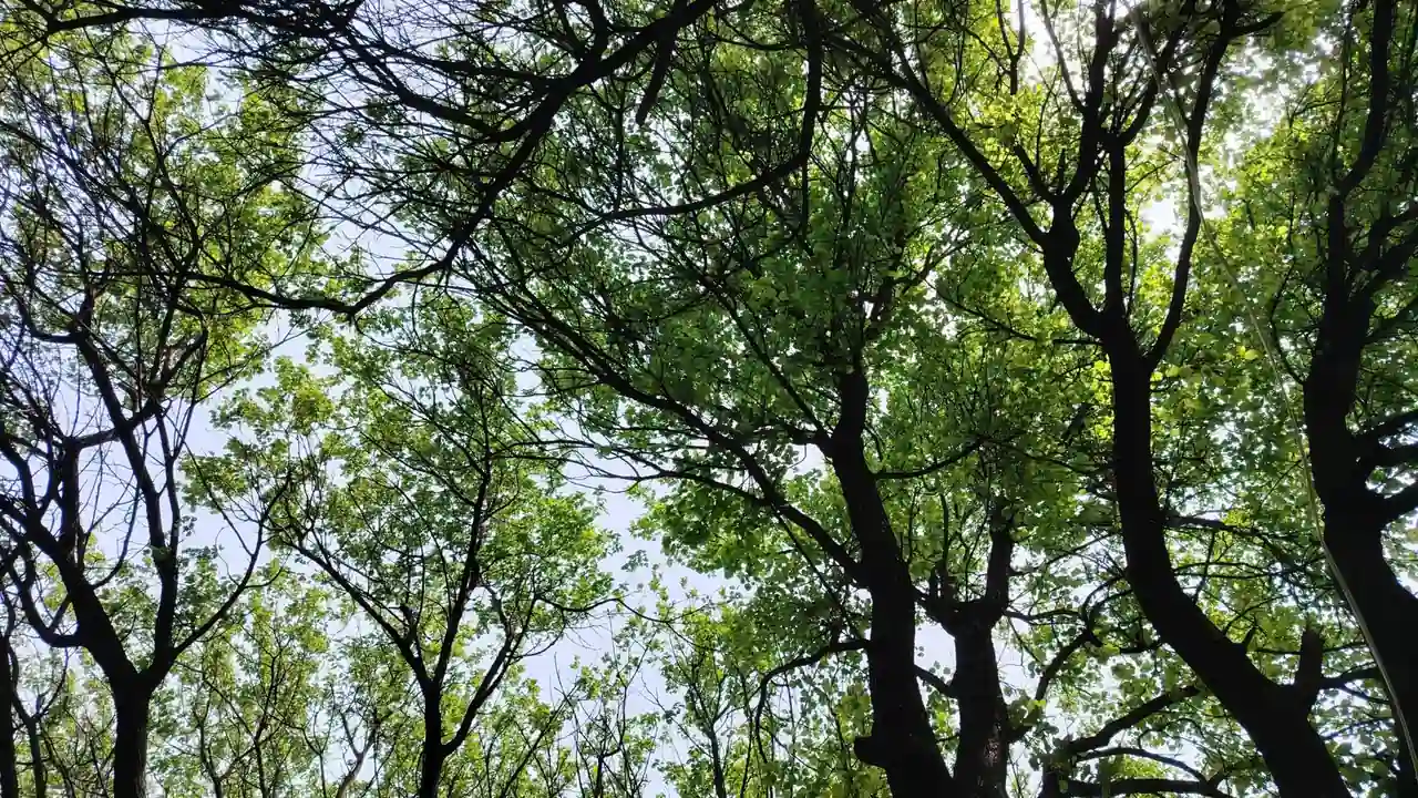 美女脱脱怎么用？人物抠图换背景实操指南